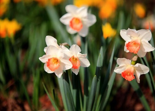 水仙花的花语及代表意义"