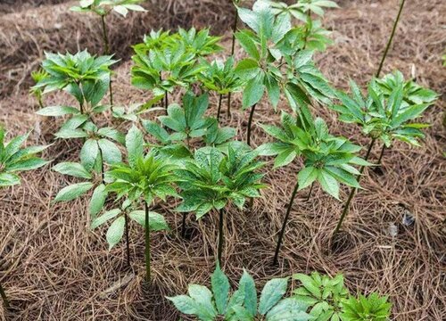 三七是多年生还是一年生的植物"