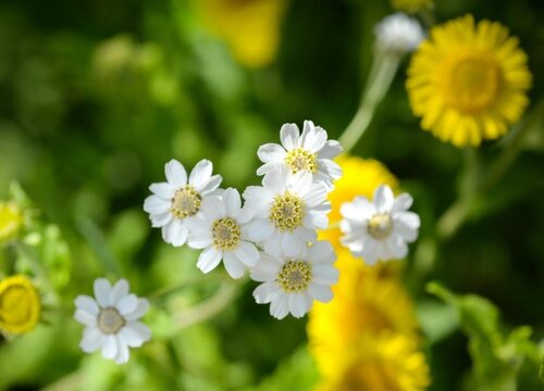 家里养小雏菊对风水好吗