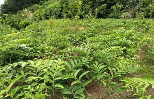 黄精种植难在什么地方？"