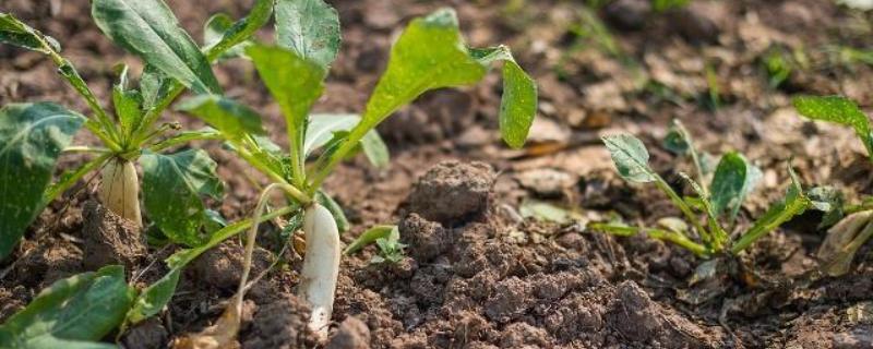 种植土壤检测标准土壤改良的方法有哪些