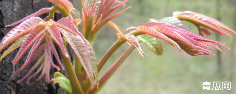 香椿大棚种植基地哪里有