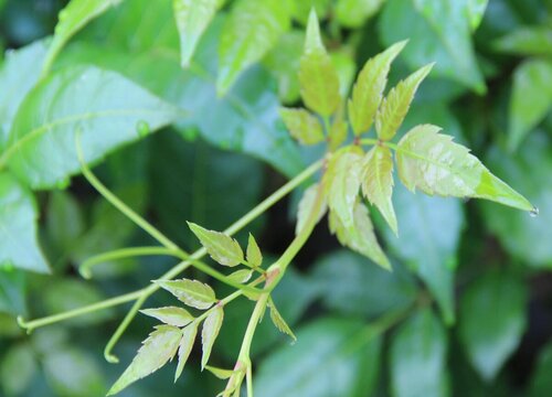 藤茶采摘时间和收获季节"