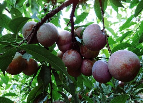 三华李采摘时间和收获季节"