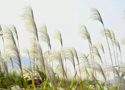 蒹葭是什么植物类别"