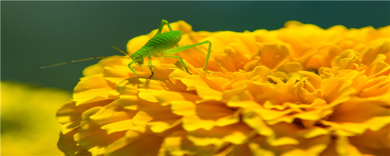 蝈蝈是害虫还是益虫