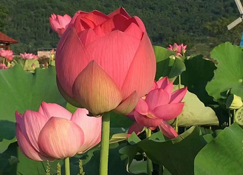 莲花竹叶子发黄怎么办"