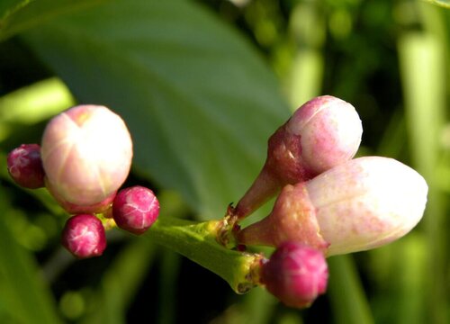 山茶花什么时候长花苞"