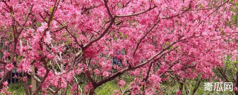 桃树花芽分化时间