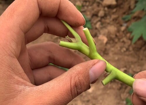 牡丹嫁接时间和方法"