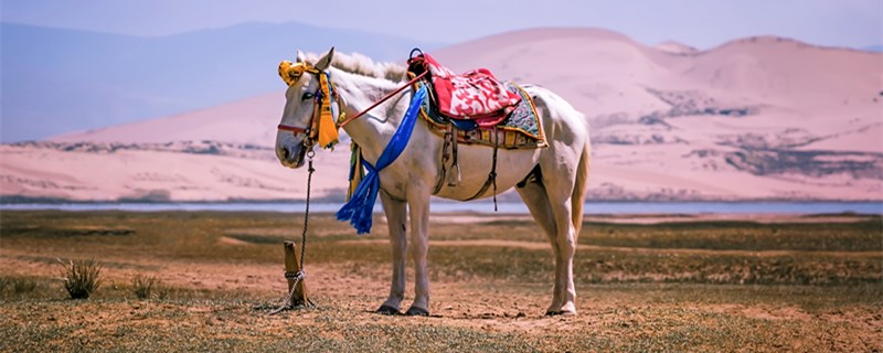 马的生活习性"