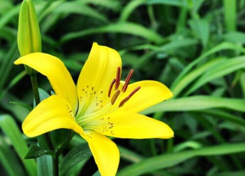 百合花开花温度多少度"