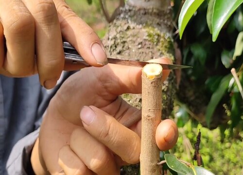 荔枝芽接最佳时间和技术方法"