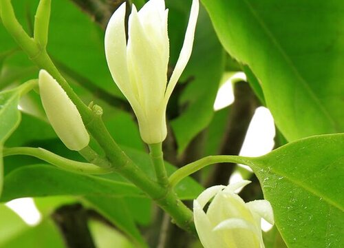 白兰花开花温度多少度"