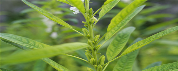 芝麻干旱严重时怎么办