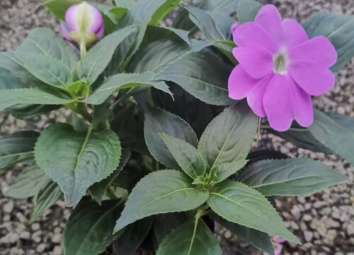 凤仙花几天浇一次水