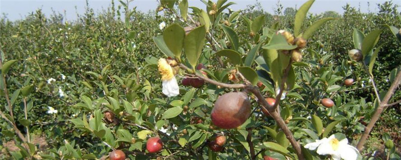 油茶品种介绍