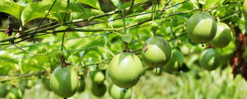 百香果北方可以种植吗"