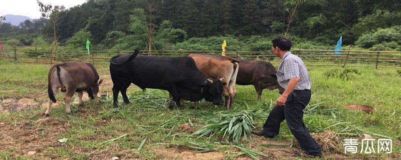 牛不反刍几天会死掉"