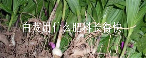 白芨用什么肥料长得快"