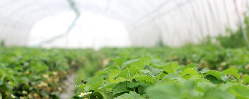 室内蔬菜种植技术"