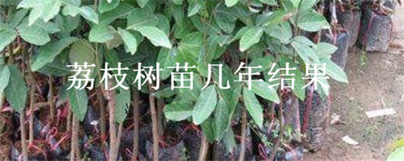 荔枝树苗几年结果