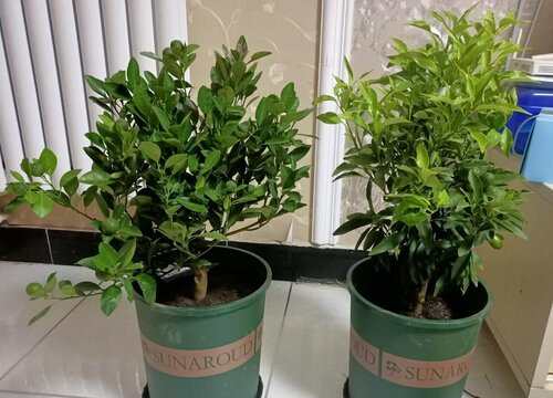 室内放什么植物风水好