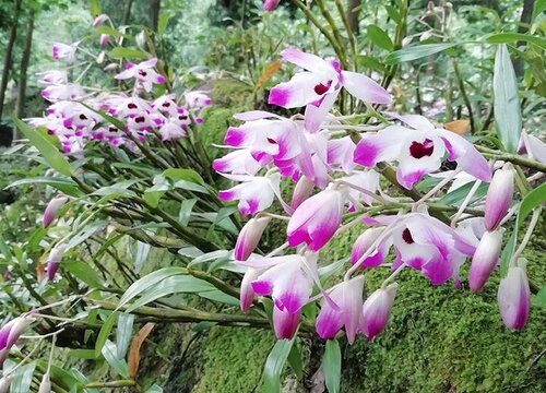 石斛几天浇一次水 春夏秋冬各不同