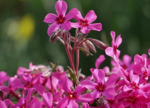 多年宿根花卉有哪些"