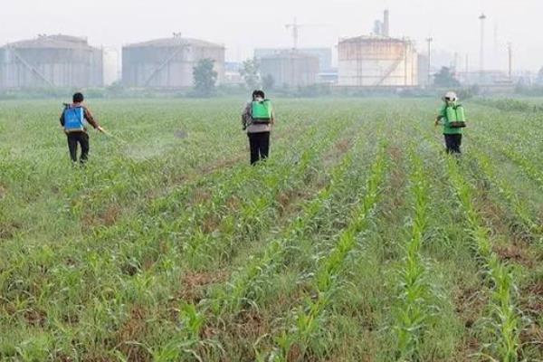 玉米苗期地老虎防治特效药"