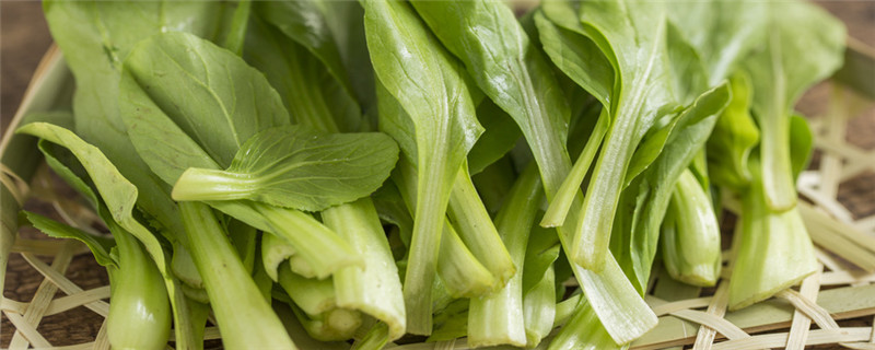 鸡毛菜和油菜的区别