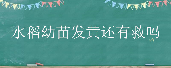 水稻幼苗发黄还有救吗"