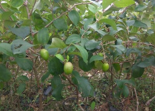 青枣采摘时间和收获季节"