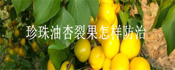 珍珠油杏裂果怎样防治