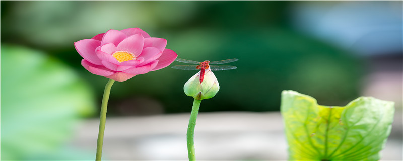 蜻蜓是害虫还是益虫"