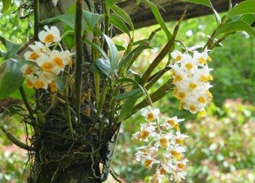 球花石斛叶子发黄怎么办"