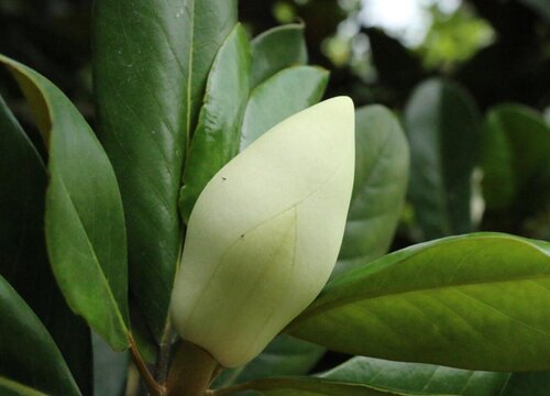 玉兰花什么时候长花苞