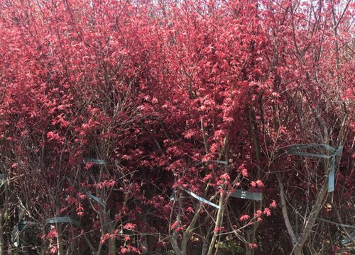 小庭院适合种什么植物