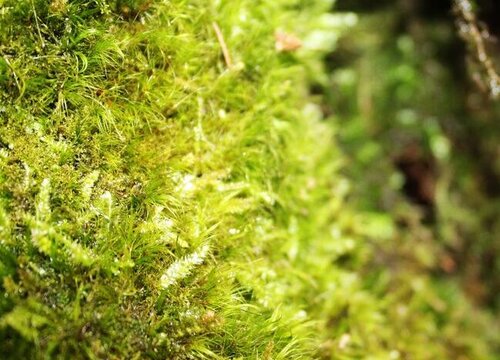 苔藓多久浇一次水"