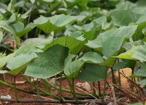 红薯叶的根茎能吃吗