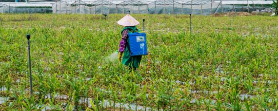 玉米地除草剂打完后多久不能下雨"