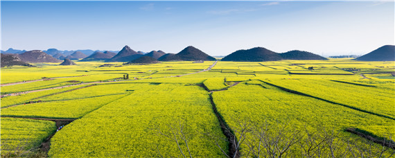 油菜渍害后该怎么办