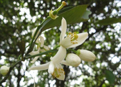 橘子花蔫了怎么办"