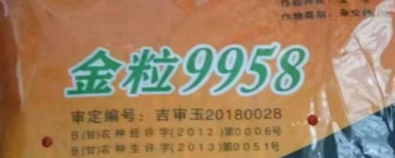 金粒9958玉米种子介绍