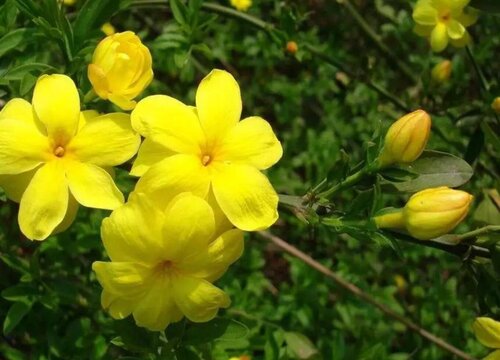 迎春花什么时候长花苞"