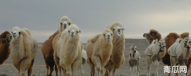 驼奶是什么