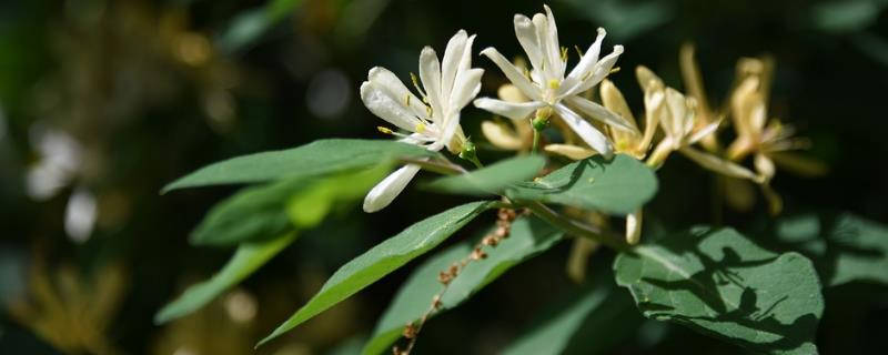 山银花与金银花的区别"