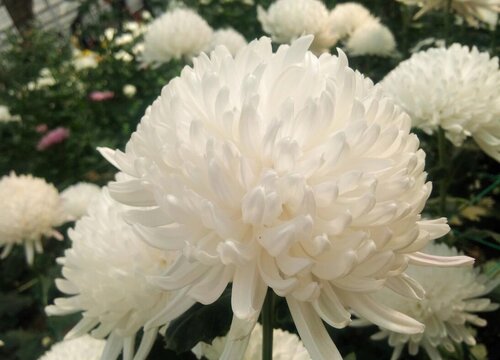 菊花几天浇一次水 春夏秋冬各不同