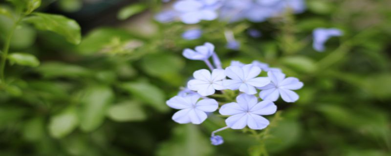 长春花种子怎么种