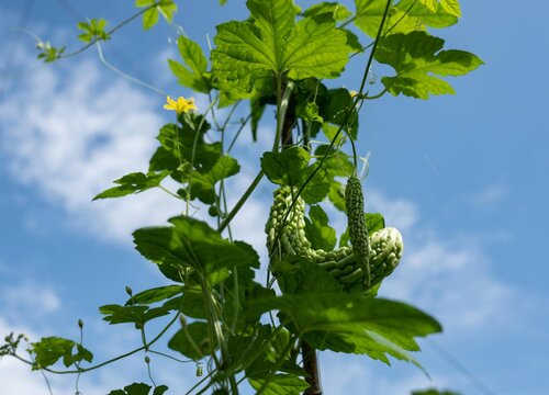 癞瓜是多年生还是一年生的植物